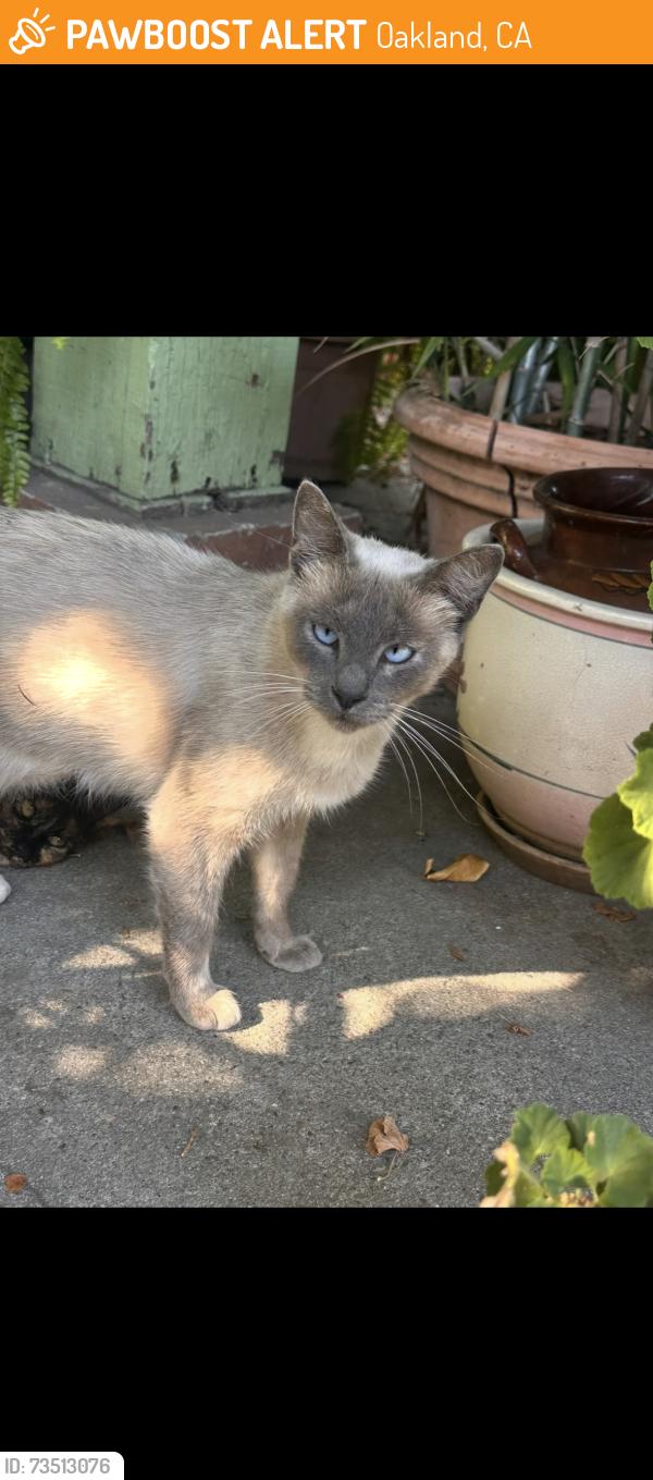 Found/Stray Female Cat last seen Fremont High School, Oakland, CA 94612