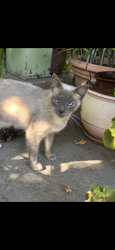 Found/Stray Female Cat last seen Fremont High School, Oakland, CA 94612