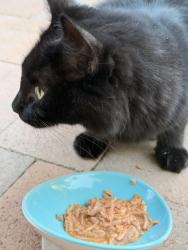 Found/Stray Unknown Cat last seen Palomares, Pomona, CA 91767