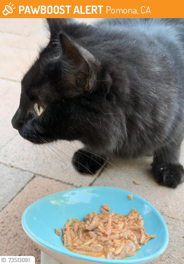 Found/Stray Unknown Cat last seen Palomares, Pomona, CA 91767