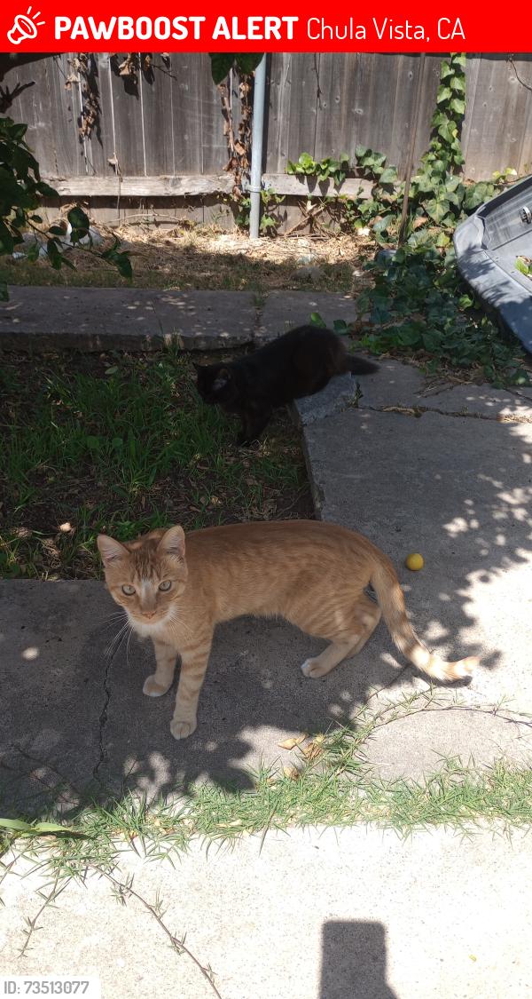 Lost Male Cat last seen Emerson, Chula Vista, CA 91911