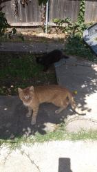 Lost Male Cat last seen Emerson, Chula Vista, CA 91911