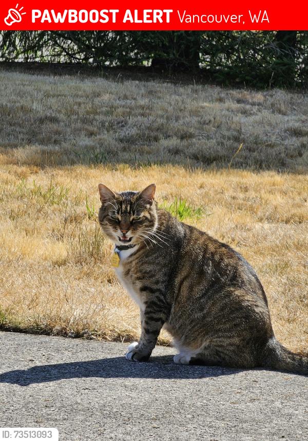 Lost Male Cat last seen NE 68 ST & NE 90 Ave, Vancouver, WA 98662