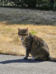 Lost Male Cat last seen NE 68 ST & NE 90 Ave, Vancouver, WA 98662