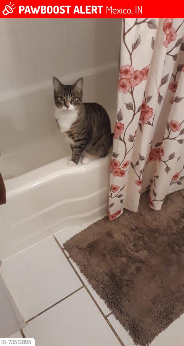 Lost Female Cat last seen Half mile south of Mexico marathon on Mexico rd, Mexico, IN 46970