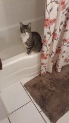Lost Female Cat last seen Half mile south of Mexico marathon on Mexico rd, Mexico, IN 46970
