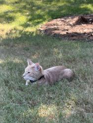 Reunited Male Cat last seen Harper avenue, auburn, Auburn, AL 36830