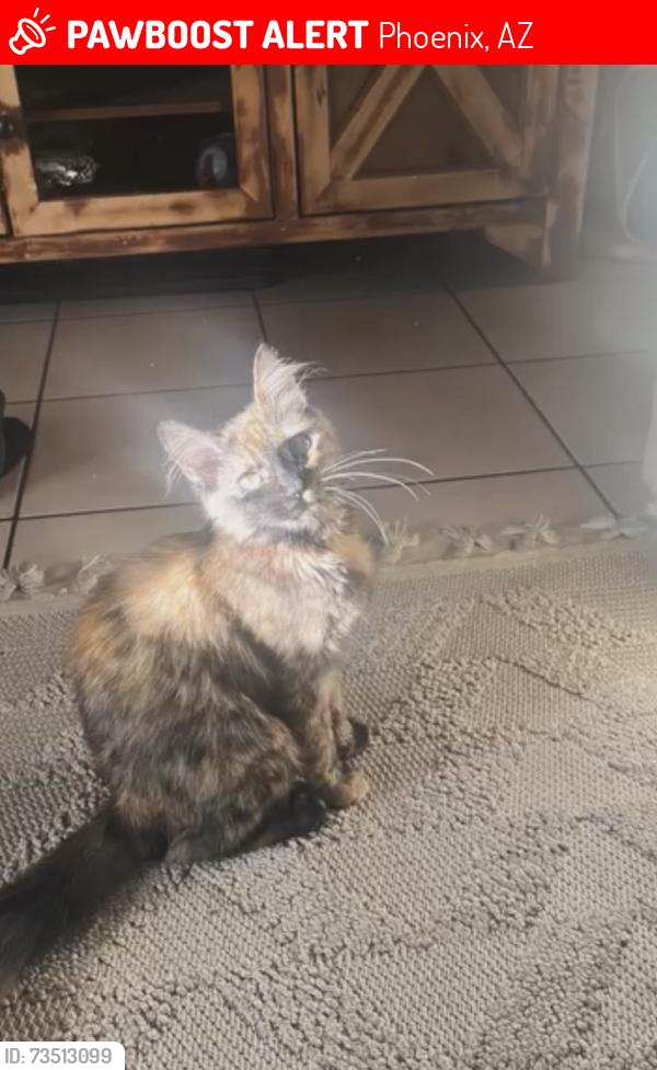 Lost Female Cat last seen Near e oak st, Phoenix, AZ 85006