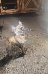 Lost Female Cat last seen Near e oak st, Phoenix, AZ 85006