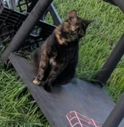 Reunited Female Cat last seen Mountain road, Kingston, NY 12401