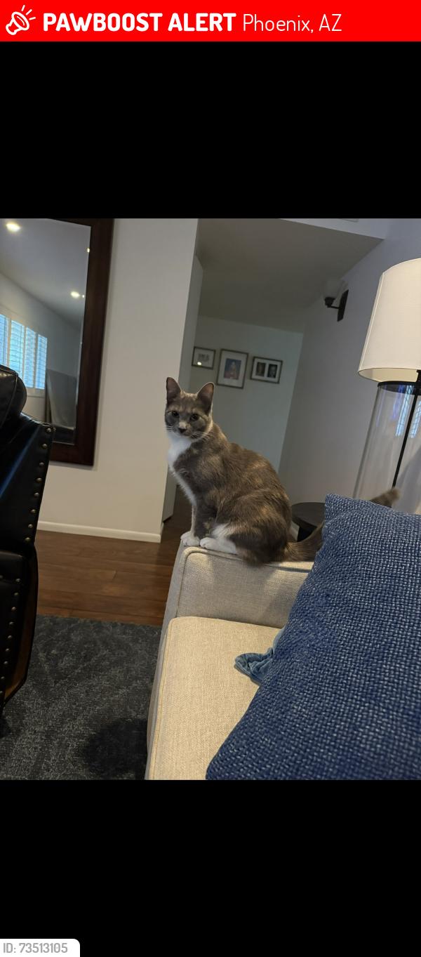 Lost Female Cat last seen 43rd st and Hazelwood st, Phoenix, AZ 85018