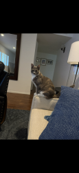 Lost Female Cat last seen 43rd st and Hazelwood st, Phoenix, AZ 85018