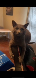Lost Male Cat last seen Portage Road & Miller, Kalamazoo, MI 49001