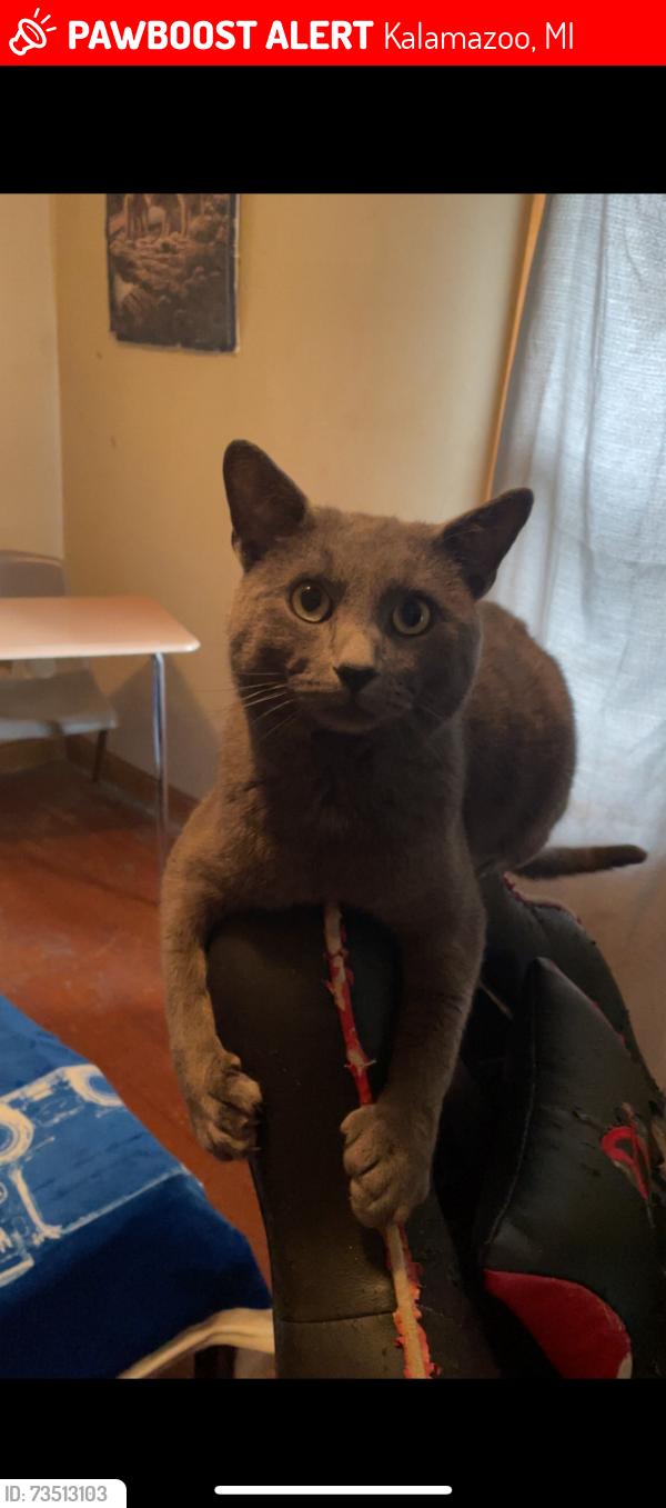 Lost Male Cat last seen Portage Road & Miller, Kalamazoo, MI 49001