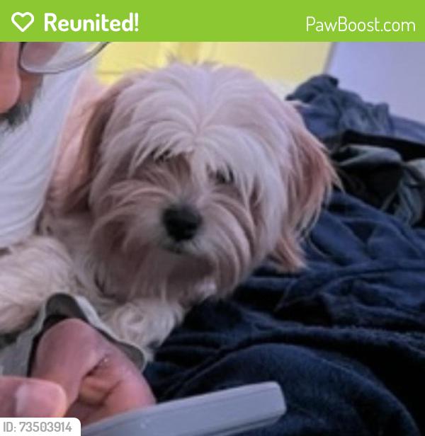 Reunited Male Dog last seen Haverhill and Lake Worth Rd, Greenacres, FL 33463