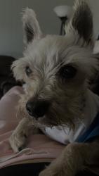 Reunited Male Dog last seen Near Midlothian Turnpike, Midlothian, IL 60445, USA, Midlothian, IL 60445