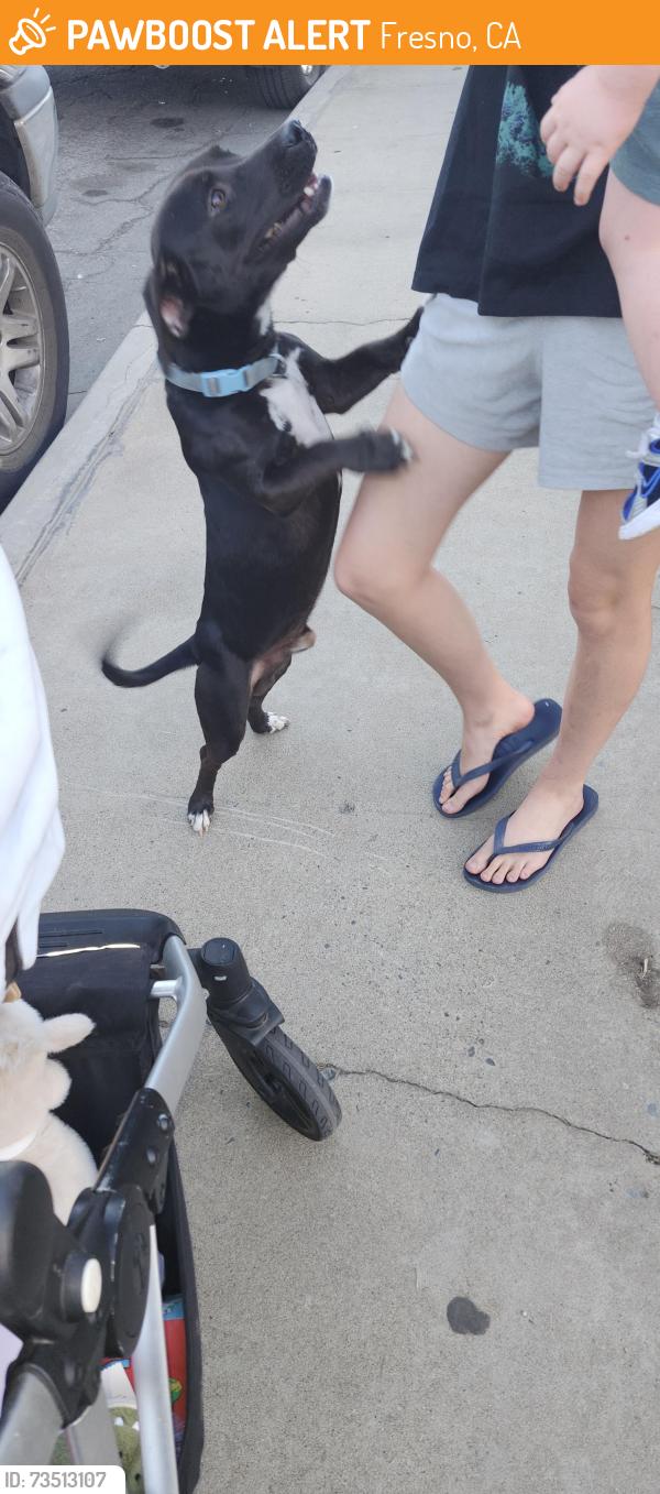 Found/Stray Male Dog last seen Clinton and Terrace, Fresno, CA 93703