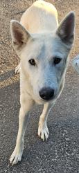 Found/Stray Female Dog last seen Palmdale near E ave M, Palmdale, CA 93552