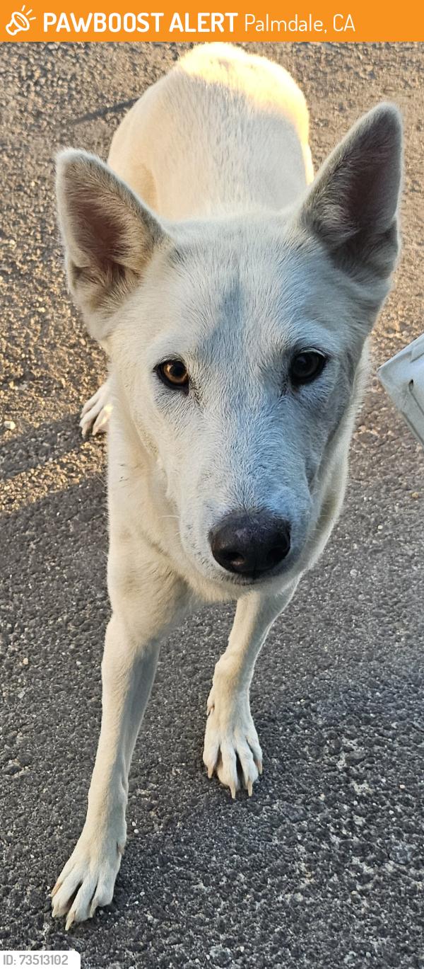 Found/Stray Female Dog last seen Palmdale near E ave M, Palmdale, CA 93552