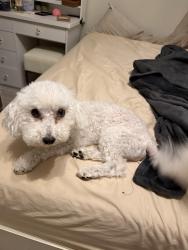 Reunited Male Dog last seen Grand plantation ln Missouri city tx 77459, Missouri City, TX 77459