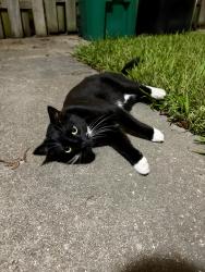 Found/Stray Unknown Cat last seen Corner of Convent and East Taft St., Lafayette, LA 70501
