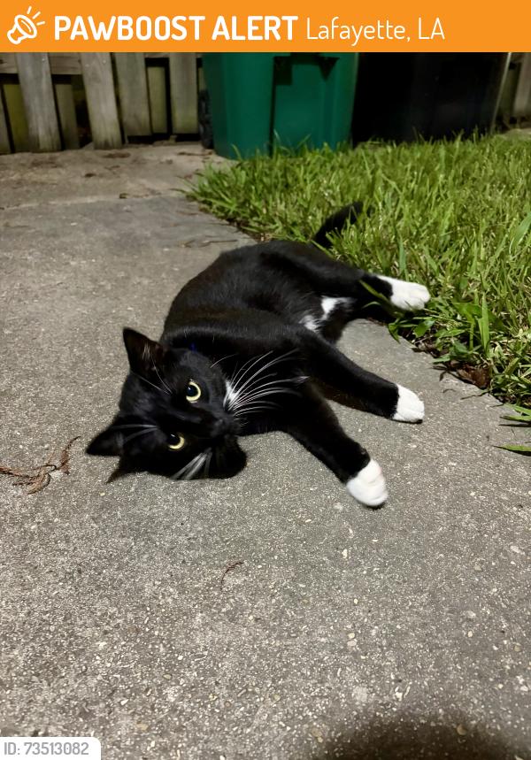 Found/Stray Unknown Cat last seen Corner of Convent and East Taft St., Lafayette, LA 70501