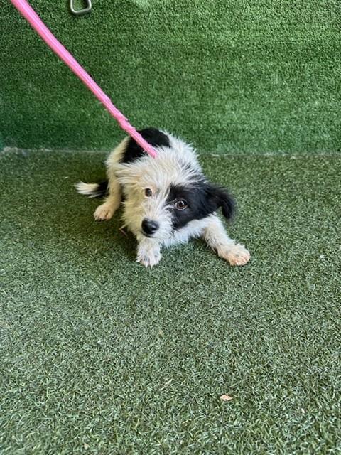 Shelter Stray Female Dog last seen , 5210 W Ave I, Lancaster, CA 93536, USA