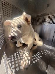 Shelter Stray Male Dog last seen 26TH ST AND SIESTA LN, 1920 S Lewis, Mesa, AZ 85210, USA