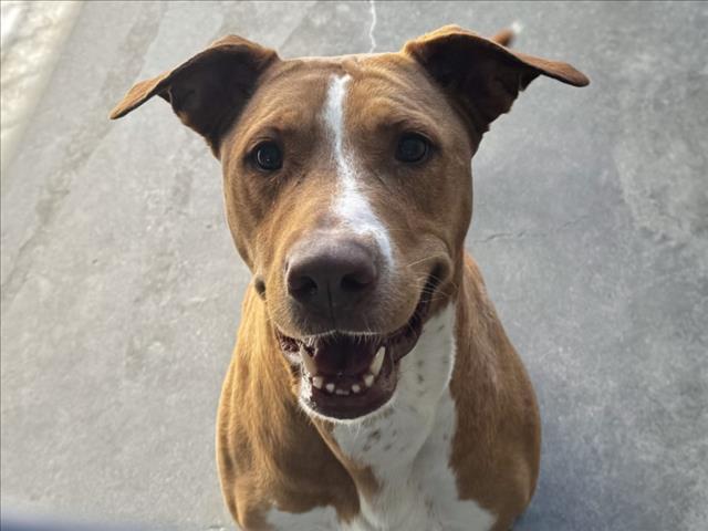 Shelter Stray Female Dog last seen , 11361 W Pico Blvd, Los Angeles, CA 90064, USA