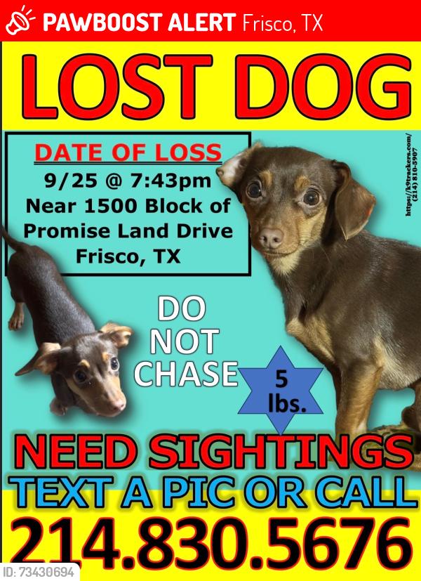 Lost Male Dog last seen Hillcrest and Lebanon, Frisco, TX 75035