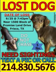 Lost Male Dog last seen Hillcrest and Lebanon, Frisco, TX 75035