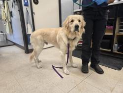 Shelter Stray Male Dog last seen Near BLOCK SE WAX RD, KENT WA 98042, 21615 64th Ave S, Kent, WA 98032, USA