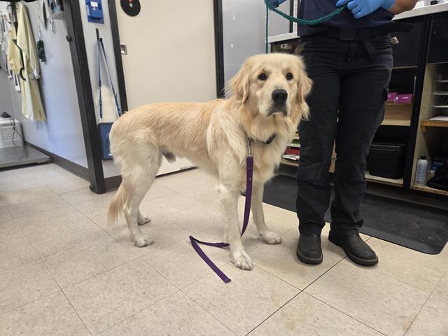 Shelter Stray Male Dog last seen Near BLOCK SE WAX RD, KENT WA 98042, 21615 64th Ave S, Kent, WA 98032, USA