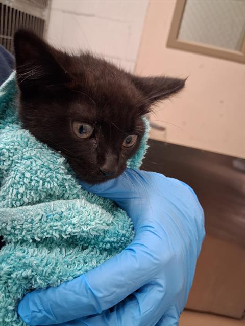 Shelter Stray Male Cat last seen BAY MARINA DR & 5S, 130 Beyer Way, Chula Vista, CA 91911, USA