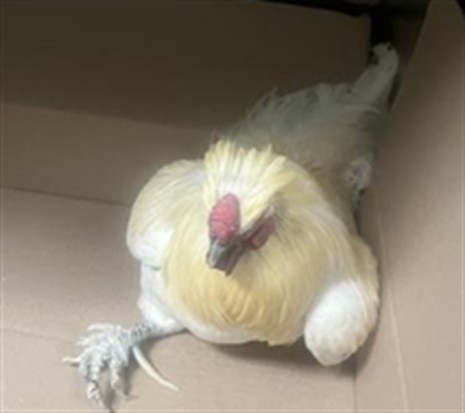 Shelter Stray Male Bird last seen , West Valley Animal Shelter, 20655 Plummer St, Chatsworth, CA 91311, USA
