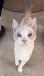 Shelter Stray Female Cat last seen 21ST AVE & SHALLOW WAY, 2127 Front St, Sacramento, CA 95818, USA