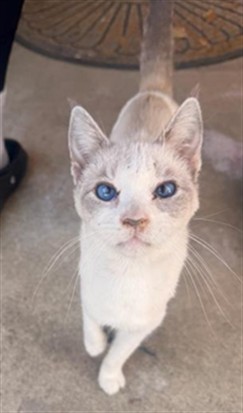 Shelter Stray Female Cat last seen 21ST AVE & SHALLOW WAY, 2127 Front St, Sacramento, CA 95818, USA