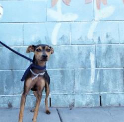 Shelter Stray Female Dog last seen , 4275 Elton St, Baldwin Park, CA 91706, USA
