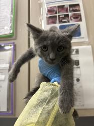 Shelter Stray Male Cat last seen Near BLK OF HARRISON DR, 655 N Mojave Rd, Las Vegas, NV 89101, USA