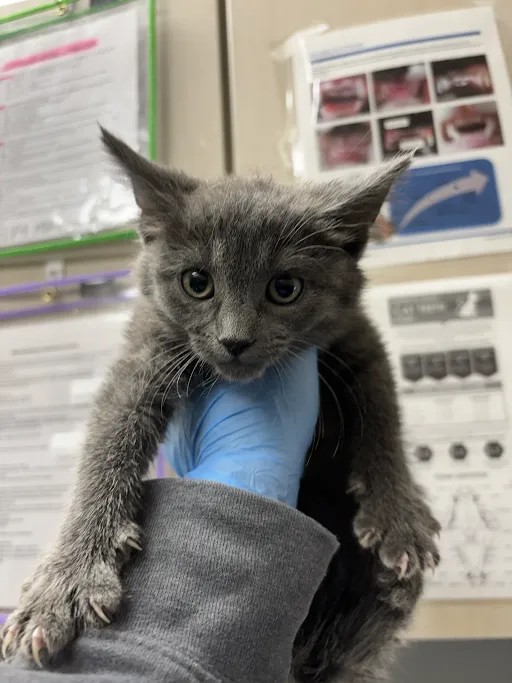 Shelter Stray Male Cat last seen Near BLK OF HARRISON DR, 655 N Mojave Rd, Las Vegas, NV 89101, USA
