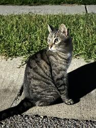 Found/Stray Unknown Cat last seen Adalina Dr, Goose Creek, SC 29445