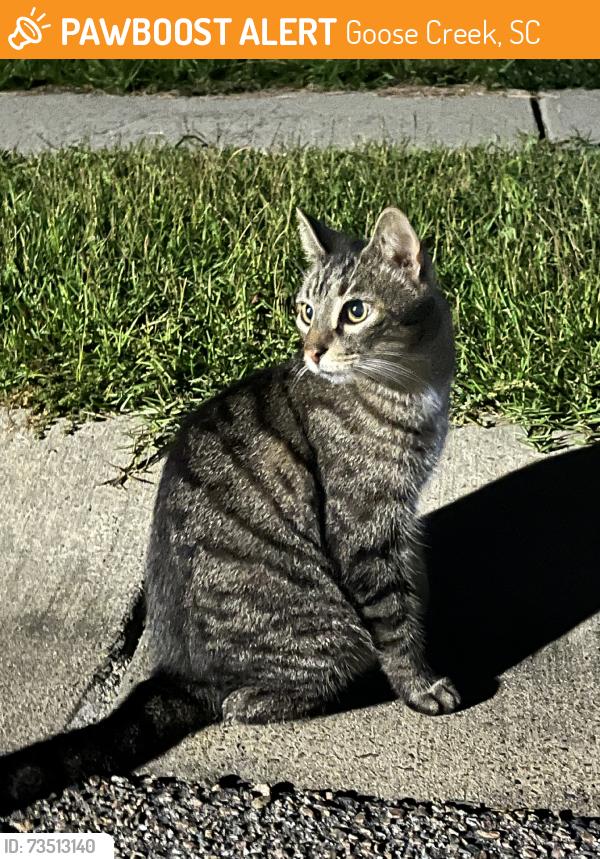 Found/Stray Unknown Cat last seen Adalina Dr, Goose Creek, SC 29445