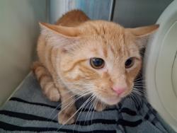 Shelter Stray Unknown Cat last seen Near BLOCK DRIFTWOOD DR, COLORADO SPRINGS CO 80918, 610 Abbot Ln, Colorado Springs, CO 80905, USA