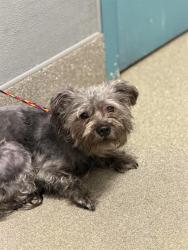 Shelter Stray Female Dog last seen Near BLOCK E RUSSELL RD, LAS VEGAS NV 89122, 655 N Mojave Rd, Las Vegas, NV 89101, USA