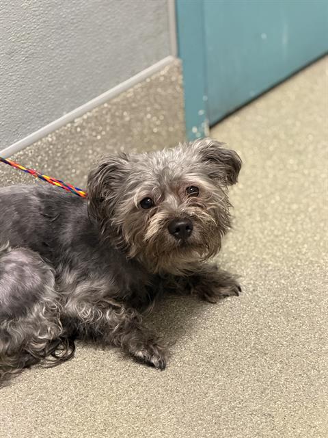 Shelter Stray Female Dog last seen Near BLOCK E RUSSELL RD, LAS VEGAS NV 89122, 655 N Mojave Rd, Las Vegas, NV 89101, USA