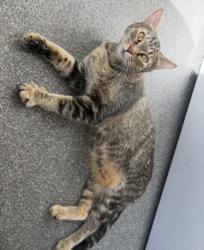 Shelter Stray Female Cat last seen , 3201 Lacy St, Los Angeles, CA 90031, USA