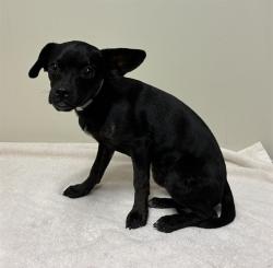Shelter Stray Female Dog last seen , 38550 Sierra Hwy, Palmdale, CA 93550, USA