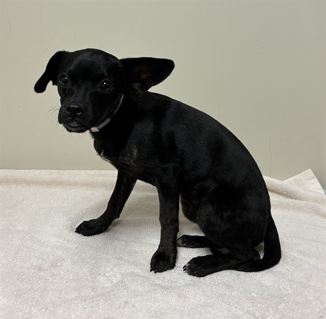 Shelter Stray Female Dog last seen , 38550 Sierra Hwy, Palmdale, CA 93550, USA