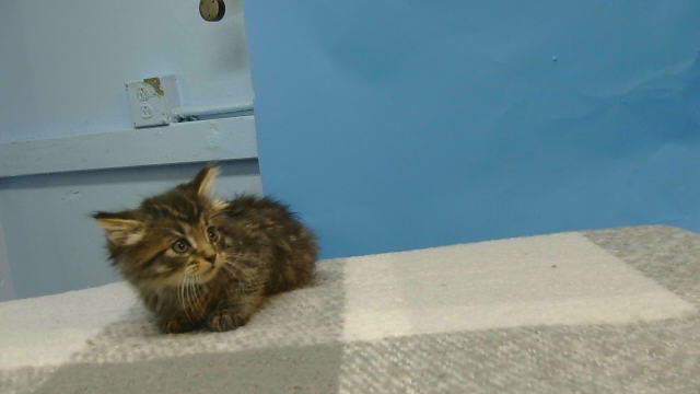 Shelter Stray Male Cat last seen , 216 W Victoria St, Gardena, CA 90248, USA