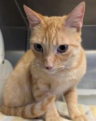 Shelter Stray Male Cat last seen , 600 Aviation Dr, Camarillo, CA 93010, USA